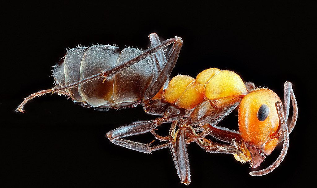 Ant Control service in Fremont, CA