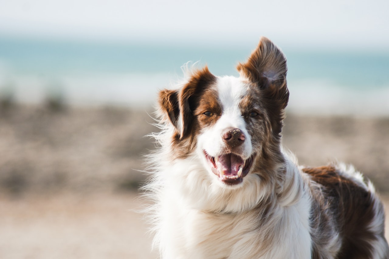 Flea & Tick Control service in Fremont, CA
