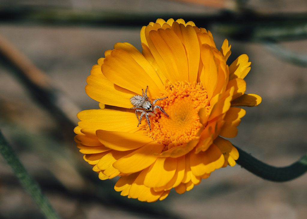 Spider Control service in Fremont, CA
